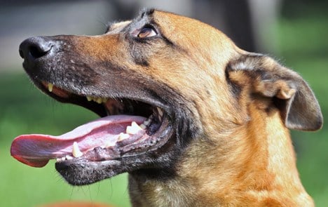 Man stabs dog to death after row with wife