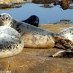 Expert: kill more seals in Stockholm’s waters