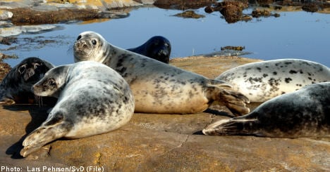 Expert: kill more seals in Stockholm's waters