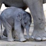 Munich baby elephant first to get heart surgery
