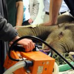 Munich baby elephant dies before operation