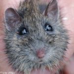 Rogue rodent keeps US SAS flight grounded