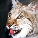 Quotas set for Norway’s lynx hunt