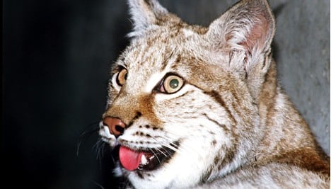 Quotas set for Norway's lynx hunt