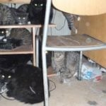 73 cats found in three-room apartment