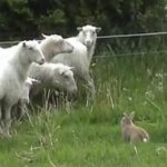 Sheep herding Swedish bunny hops to net fame