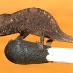 Scientists discover world’s tiniest chameleon