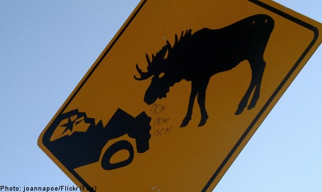 Swede's parked car damaged in elk attack