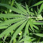 Sweden approves medical ‘marijuana’