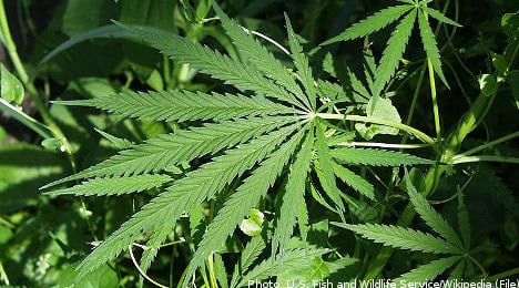 Sweden approves medical 'marijuana'