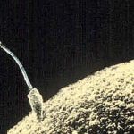Single Swedes set for insemination go-ahead
