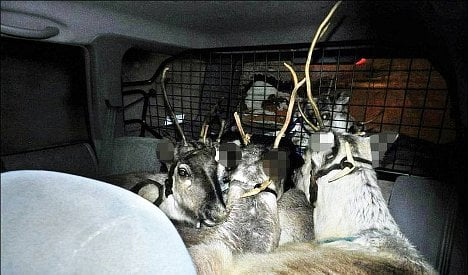Norway driver stopped with five reindeer in car