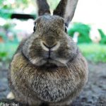 ‘Swedes should eat more rabbits’: scientist