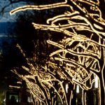 Berlin chops down Unter den Linden lime trees