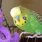 ‘<i>Jag älskar dig</i>‘: American parakeet learns Swedish