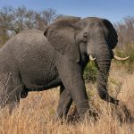 Scientist seeks deposits for elephant sperm bank