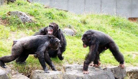 Chimp police break up fights: Swiss study