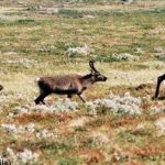 Train kills reindeer ‘like meat grinder’: farmer