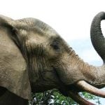 Swiss circus forces chubby elephants to diet