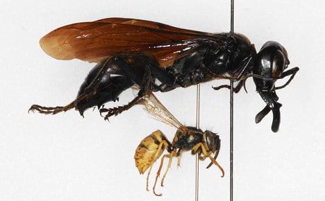 Giant wasp ‘discovered in Berlin museum’