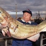 Fish fever hits Norway as Arctic cod spawn