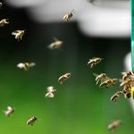 Blood-sucking mite kills a third of German bees