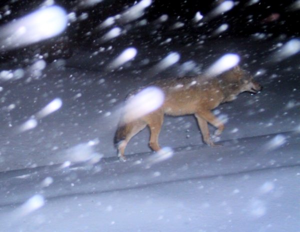 A wild wolf caught in a camera trap set up to photograph lynxes in the Upper Franconia area of Bavaria.Photo: DPA