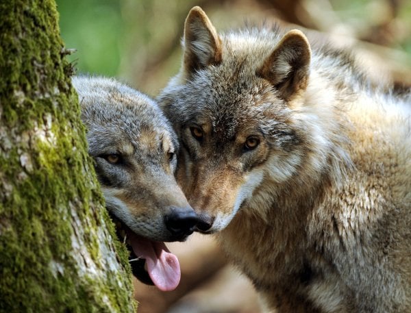 Two young wolves at the Wolf Centre in Verden, Lower Saxony.Photo: DPA