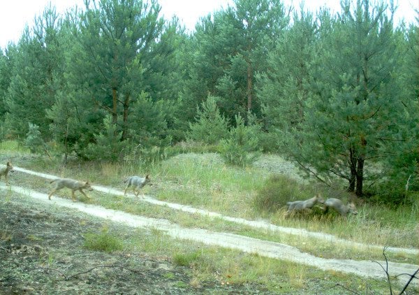 Five young wild wolves in the Lausitz area, north-eastern Germany. Photo: DPA