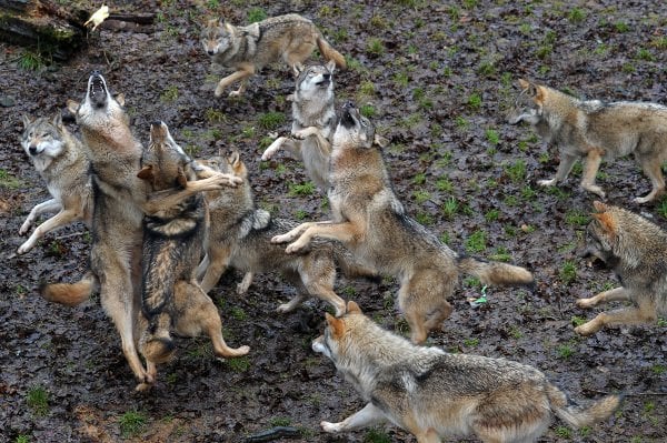 Wolves at the Schloss Tambach wildlife park near Coburg, Bavaria.Photo: DPA