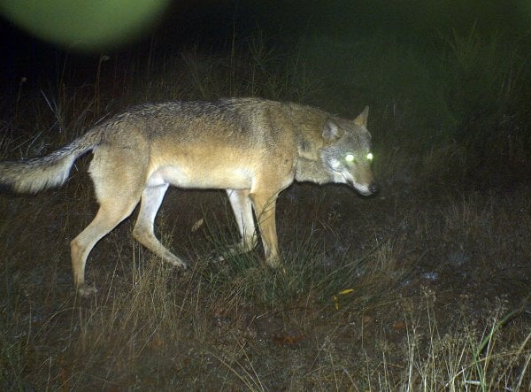 A wild wolf pictured by a camera trap in the troop training ground Altengrabow, Saxony-Anhalt.Photo: DPA