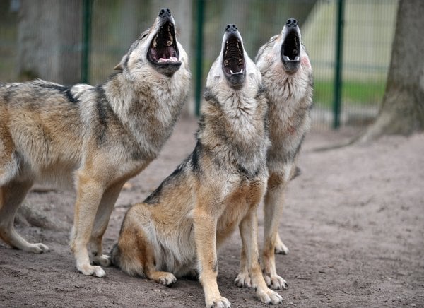 Three wolves at the Wolf Centre near Verden, Lower Saxony.Photo: DPA