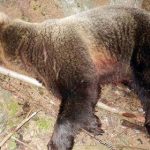 Swedish farmer shoots and kills cow-eating bear