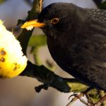 Scientists warn blackbird virus could return
