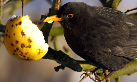Scientists warn blackbird virus could return