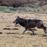 First wolf in Rhineland for 120 years shot dead