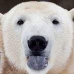 Polar bears: lying about their age