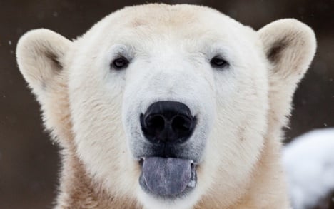 Polar bears: lying about their age