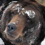 Bear set for Swedish zoo gets ‘cold feet’ and flees