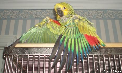 Blue the green parrot calls ‘papa’, finds mother