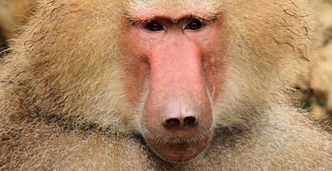 Baboons 'recognize written words'