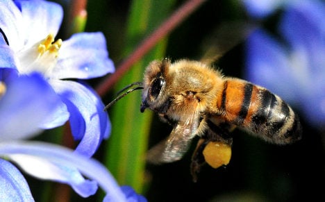 Bee rustlers cause a buzz after two stings