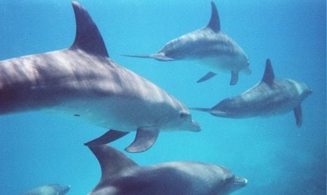 Switzerland bans import of dolphins
