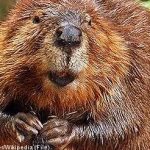 Swedish beaver rescued after two days on rock