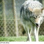 Swedish teenage girl hurt in freak wolf attack