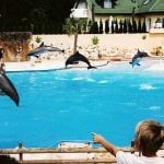 Zoo backs heroin theory in dead dolphins case