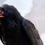 Berlin put on ‘cranky crow alert’