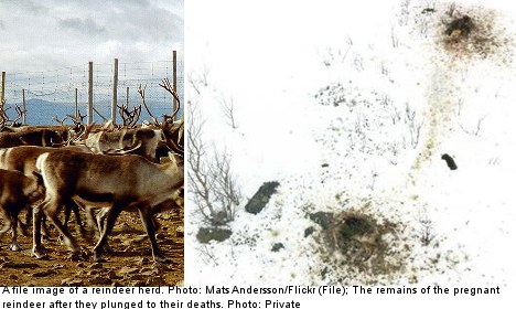 Pregnant reindeer death shock: 'they all exploded'