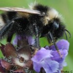 Bumblebee researchers ‘threatened’ by bee fans