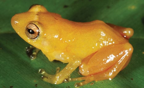 Newly discovered frog turns fingers yellow